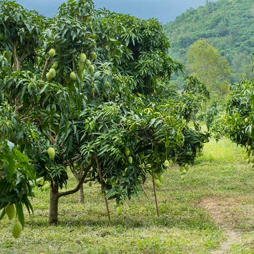 mango-trees